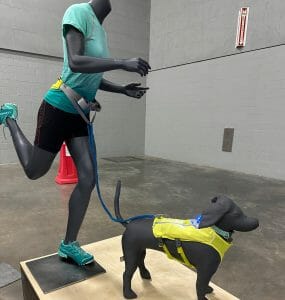 dog and runner