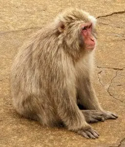 monkey