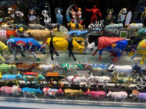 cows in a store window