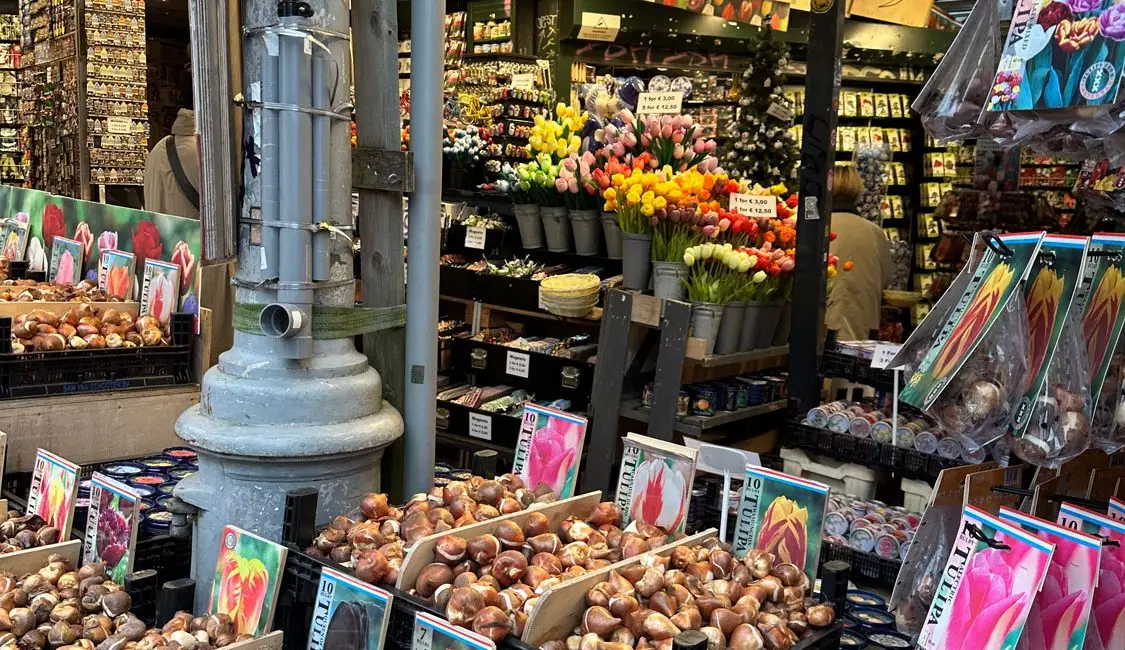 bulbs in amsterdam