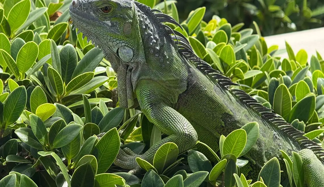 iguana in St. Maartin