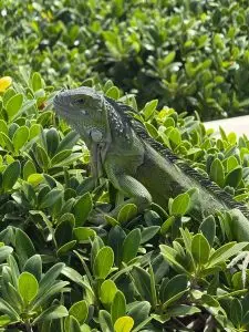 iguana in St. Maartin